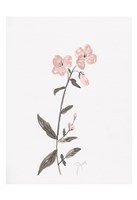 Wildflower Organics II Framed Print