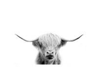 Scottish Cow Fine Art Print