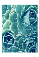 Succulents With Dew 2 Fine Art Print