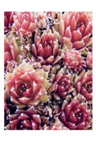 Red Succulents New Born 1 Fine Art Print