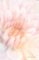 Soft Dahlia Pastel Peach Fine Art Print
