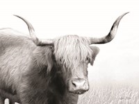 Highland Cow Fine Art Print