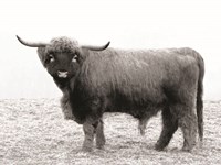 Scotty the Bull Fine Art Print