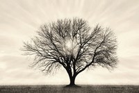 Grow in Different Directions Fine Art Print