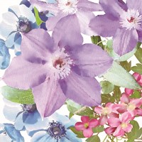 Clematis I Fine Art Print