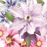Clematis II Fine Art Print