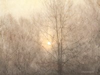 Fading Trees Sunlight Fine Art Print