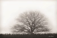 Foggy Old Tree Fine Art Print