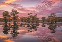 Magnificent Sunset in the Swamps Fine Art Print