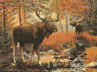 Call of the Wild Fine Art Print