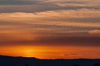 Sunset Flight Fine Art Print