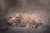 Burrowing Owl Fine Art Print