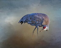 Sandhill Crane Fine Art Print
