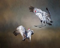 Sandhill Cranes Fine Art Print