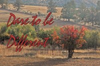 Dare to be Different Fine Art Print