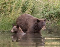 Black Bear Sow and Cub II Fine Art Print