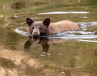 Black Bear Cub Fine Art Print