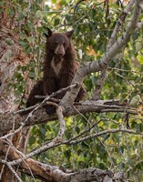 Black Bear Cub Fine Art Print