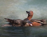 Cinnamon Teal Pair Fine Art Print