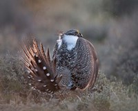 Greater Sage Grouse Fine Art Print
