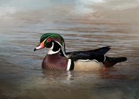 Wood Duck Fine Art Print