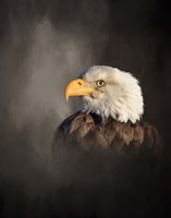 Bald Eagle Fine Art Print