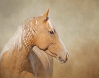 Silk - Mustang Mare Fine Art Print