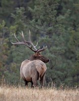 Bull Elk in Montana II Fine Art Print