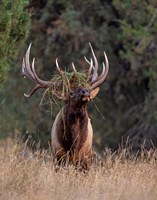 Bull Elk in Montana III Fine Art Print