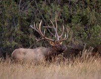Bull Elk in Montana IV Fine Art Print