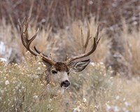 Mule Deer Buck Fine Art Print