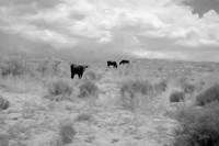 Grazin on Grass Fine Art Print