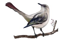 Bird VII Fine Art Print