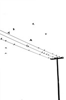 Birds on a Wire Fine Art Print