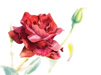 Red Rose Fine Art Print