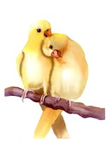 Yellow Parakeets Fine Art Print