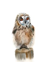 Spotted Owl Fine Art Print