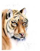 Tiger II Fine Art Print