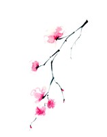 Cherry Blossom II Framed Print