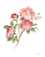 Sprigs of Summer II on White Framed Print