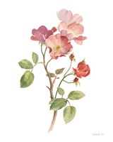 Sprigs of Summer I on White Framed Print