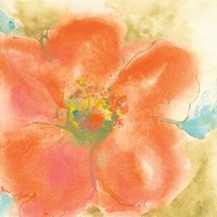 Coral Poppy II Framed Print