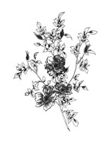 Sketchbook Flowers on White II Framed Print