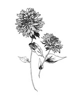 Sketchbook Flowers on White IV Framed Print