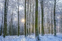 Frosty Forest Fine Art Print