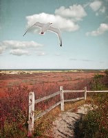Gull over Coastal Trail Fine Art Print