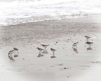 Sandpipers Fine Art Print