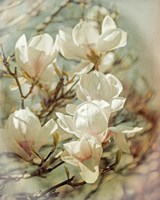 Vintage Inspired Magnolias Fine Art Print