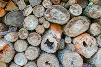 Woodpile Fine Art Print