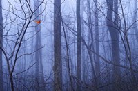 Red Cardinal in a Blue Forest Fine Art Print